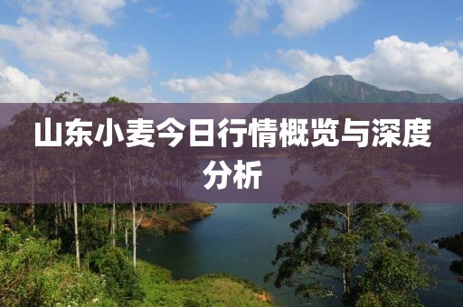 山东小麦今日行情概览与深度分析