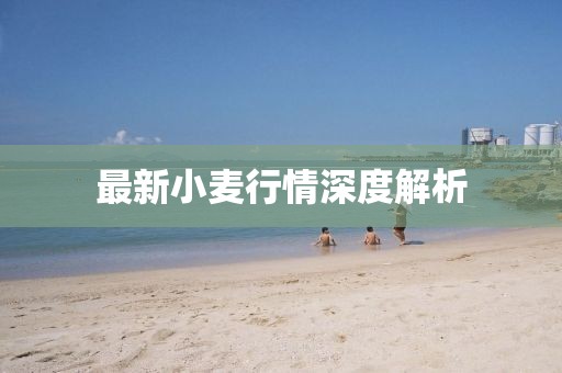 最新小麦行情深度解析