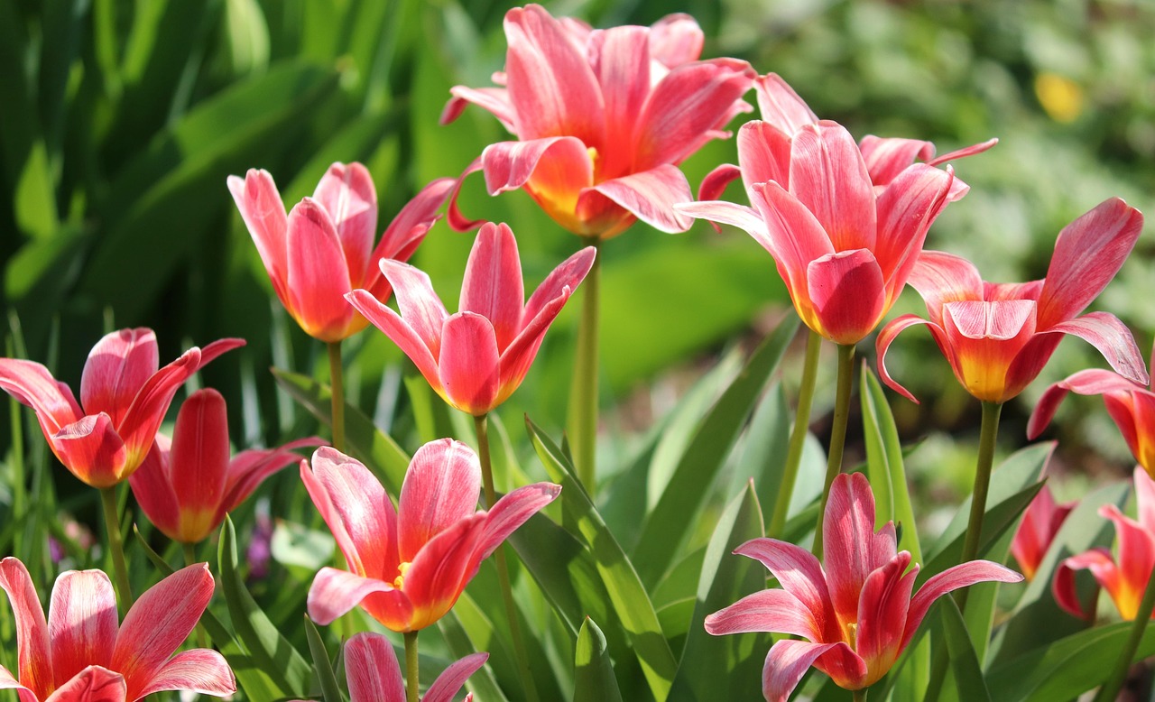 蚌埠赏花攻略，春季赏花指南