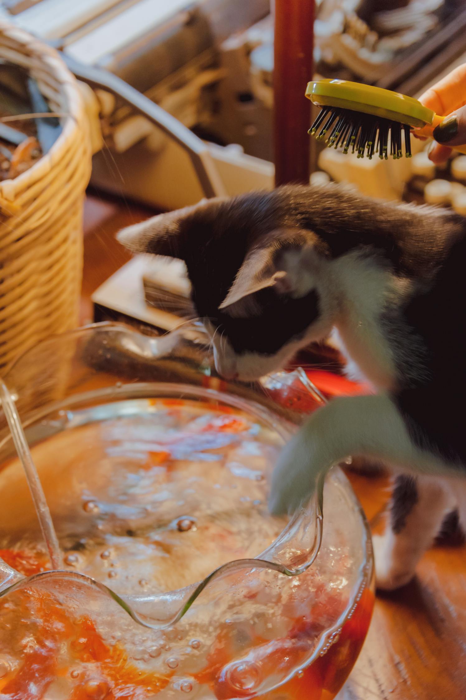 最新猫咪资讯大揭秘，探索猫咪世界的精彩瞬间