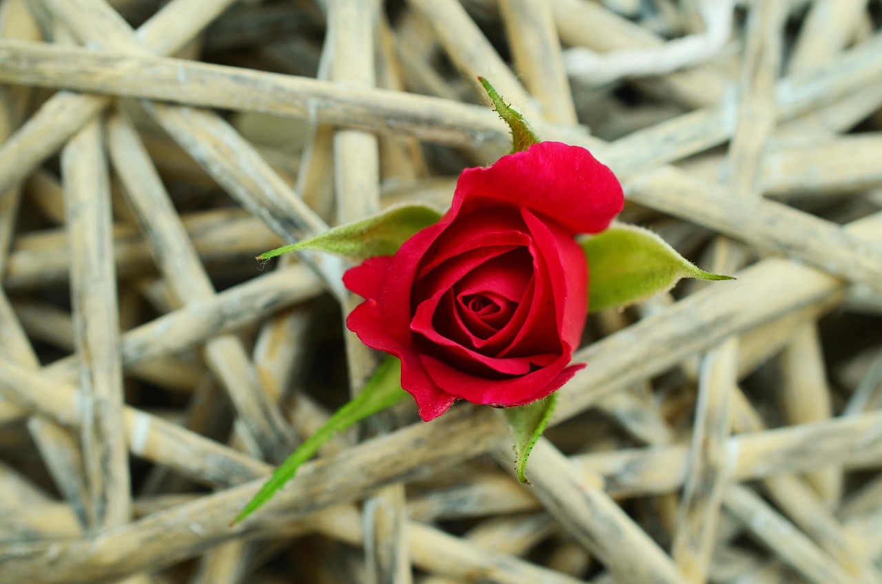 Rose最新动态，绽放新篇章的玫瑰盛开之路