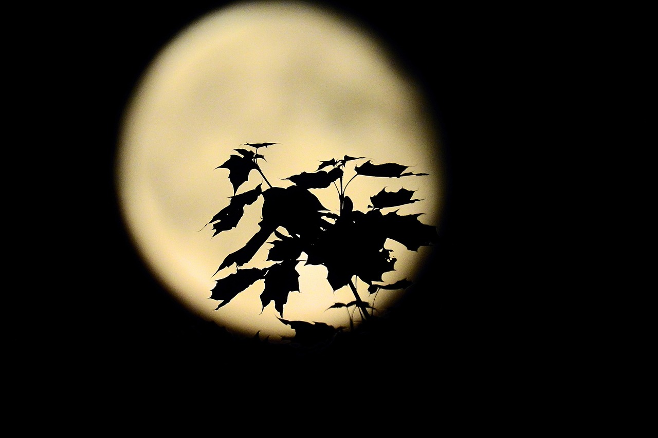 夜攀衡山新动态揭秘，神秘与活力的交融之旅探索揭秘