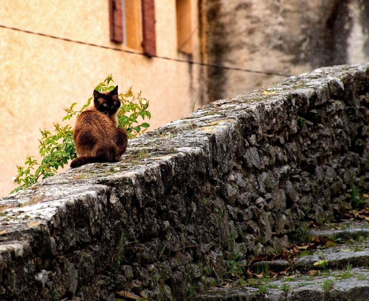 心动萌猫新篇章，探索猫界魅力的全新旅程