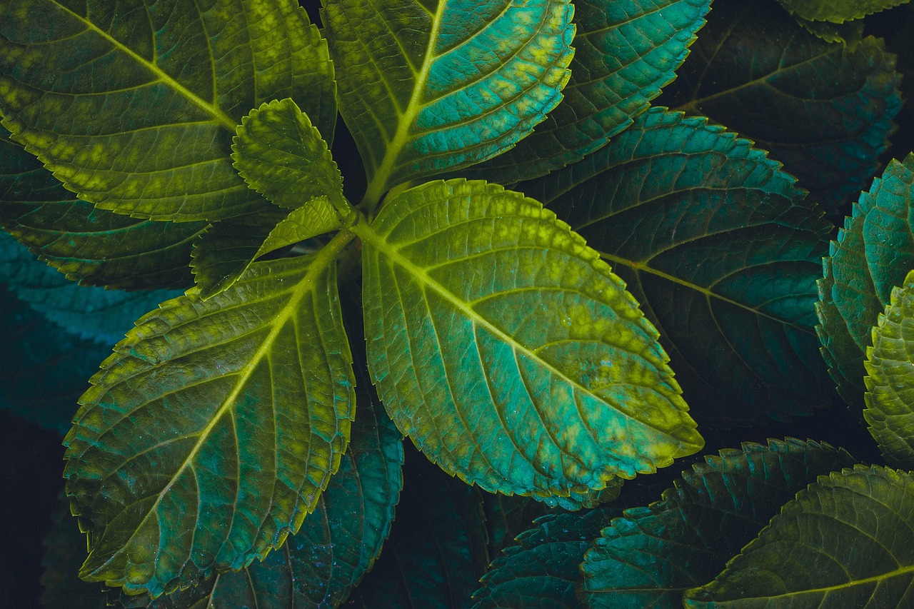 绿色艺术的璀璨盛宴，最新盆栽竞赛盛大开启