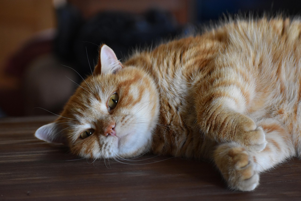日本动漫中的猫咪，魅力与文化交织的魅力展现