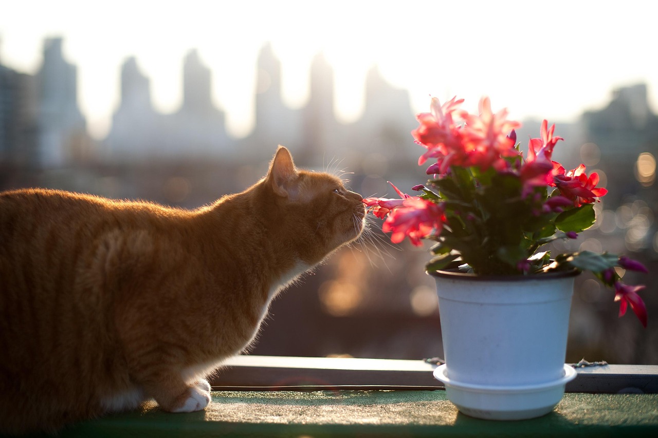 猫鼠游戏电视剧，猫捉鼠故事与人性博弈的探讨