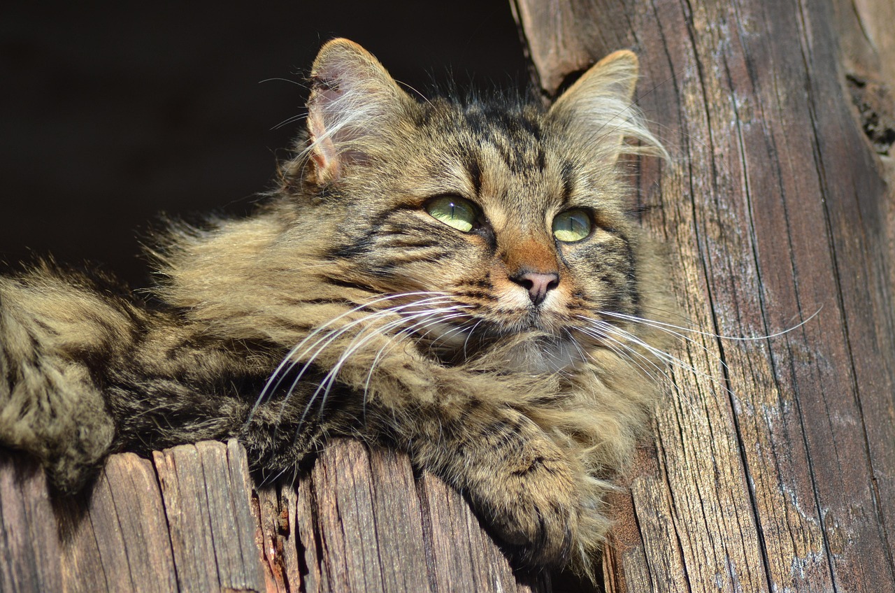 猫咪avi最新网站，探索猫的世界，畅享精彩内容