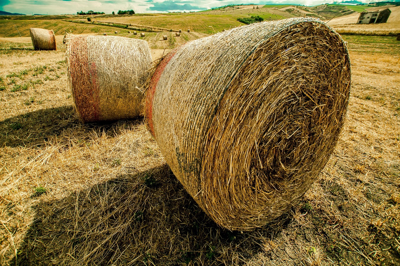 河北麦子价格最新行情及分析概览