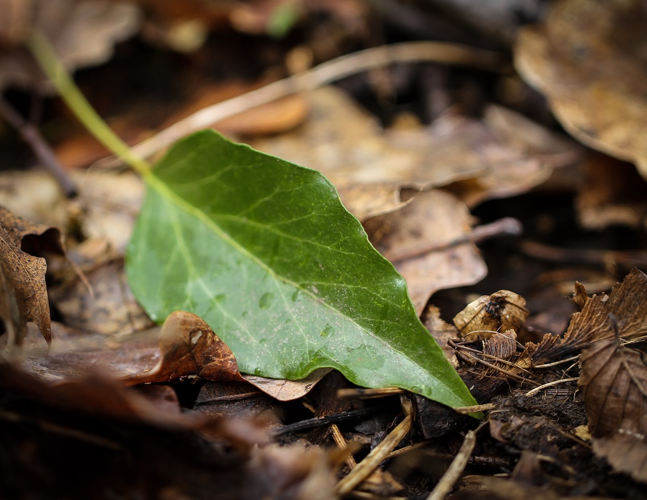 环保督察最新动态,推动绿色发展的强大引擎