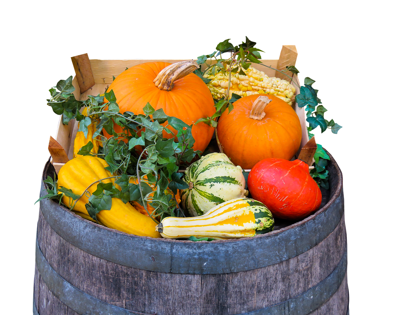 铁观音新茶上市季节解读,茶产业中的季节律动揭秘