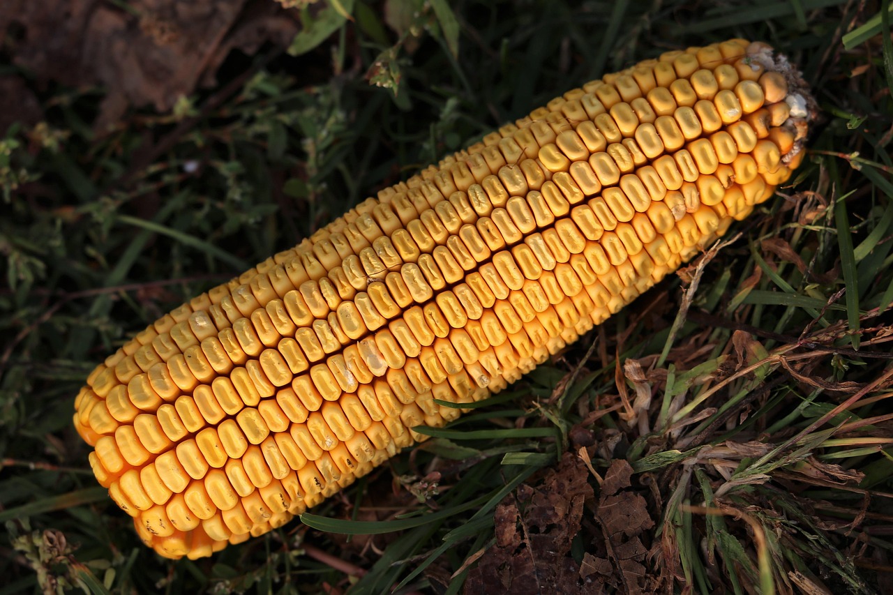 烟台玉米价格最新行情及分析