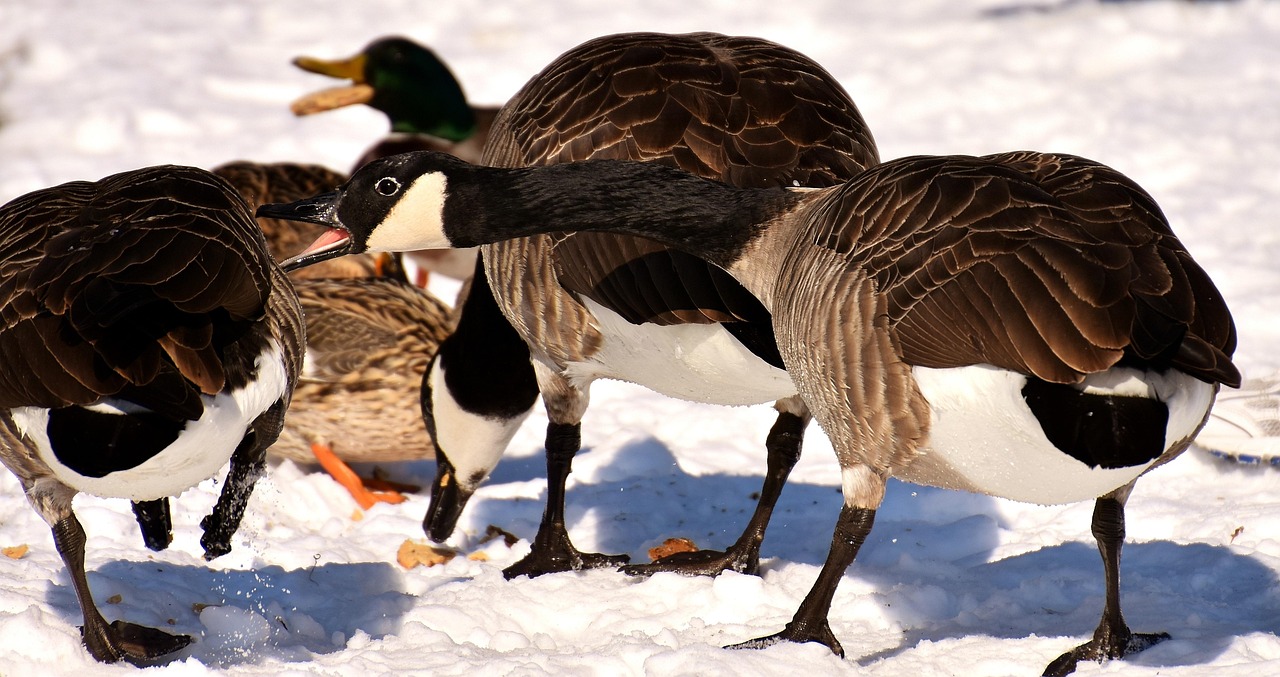 最新鸟类养护法规及其对鸟类保护的影响分析