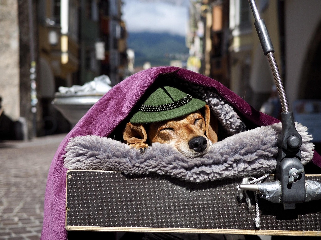 深圳专车动态,城市出行的新篇章