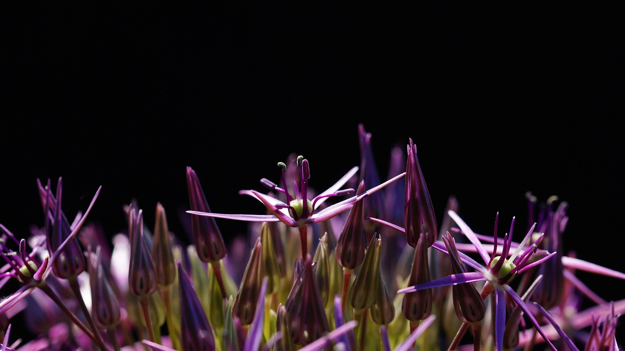 英雄联盟明星赛,星光璀璨的游戏狂欢夜