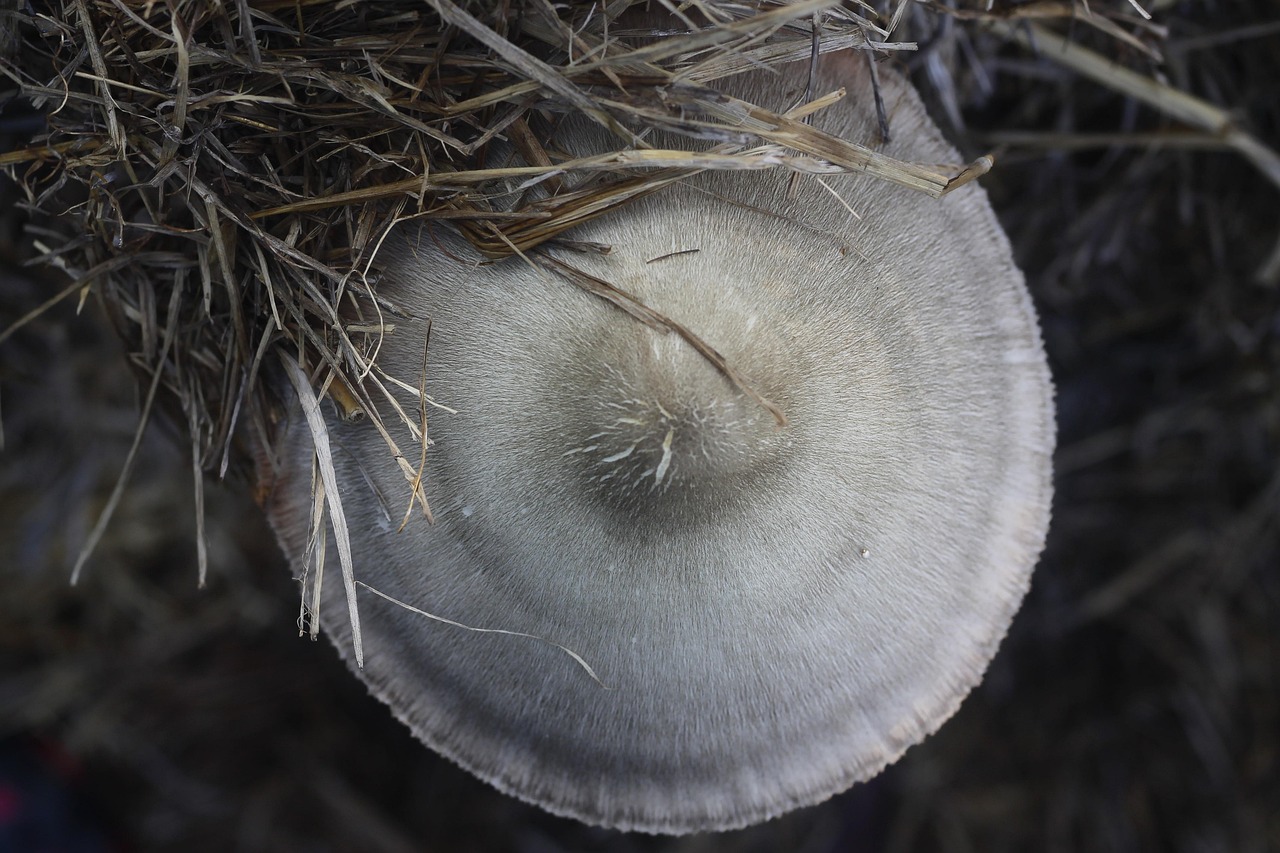 关于加味灵芝菌片价格的深度探讨与解析
