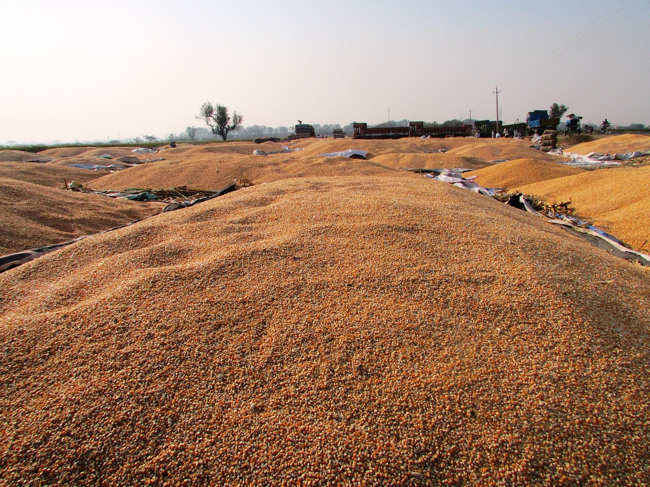 玉米价格最新行情深度解析