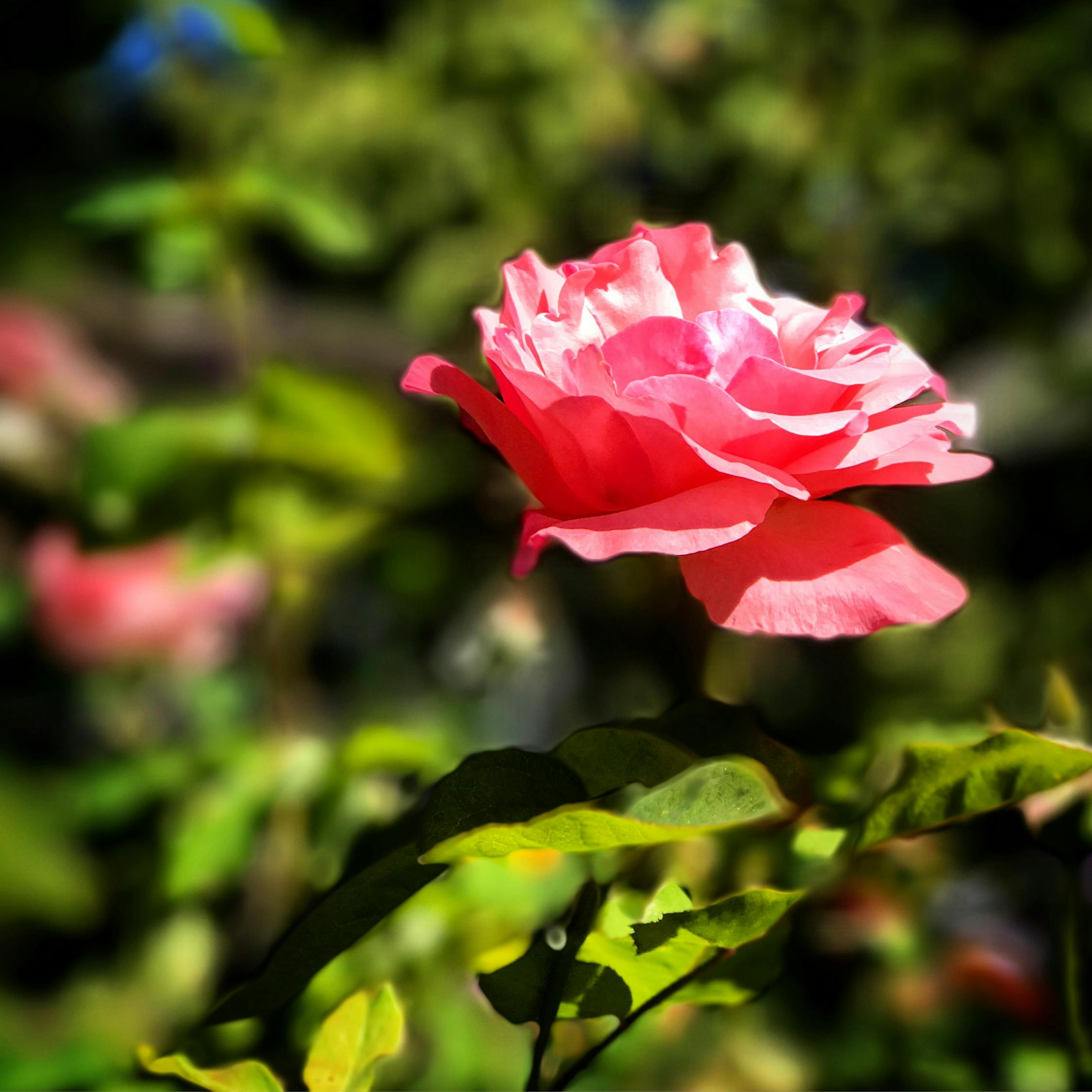 孙俪最新动态,影视界的璀璨明星持续闪耀,展现无限魅力