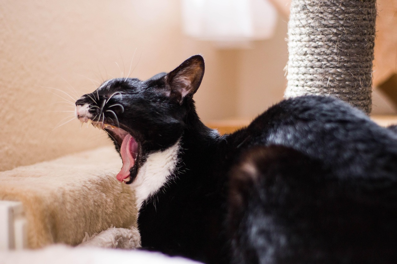 猫小九最新吃播节目,美食之旅的无限魅力展现!