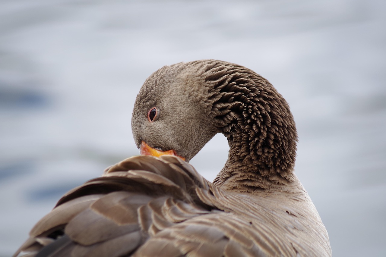 境外返京最新动态,全球视角的入境政策调整与人员流动趋势分析