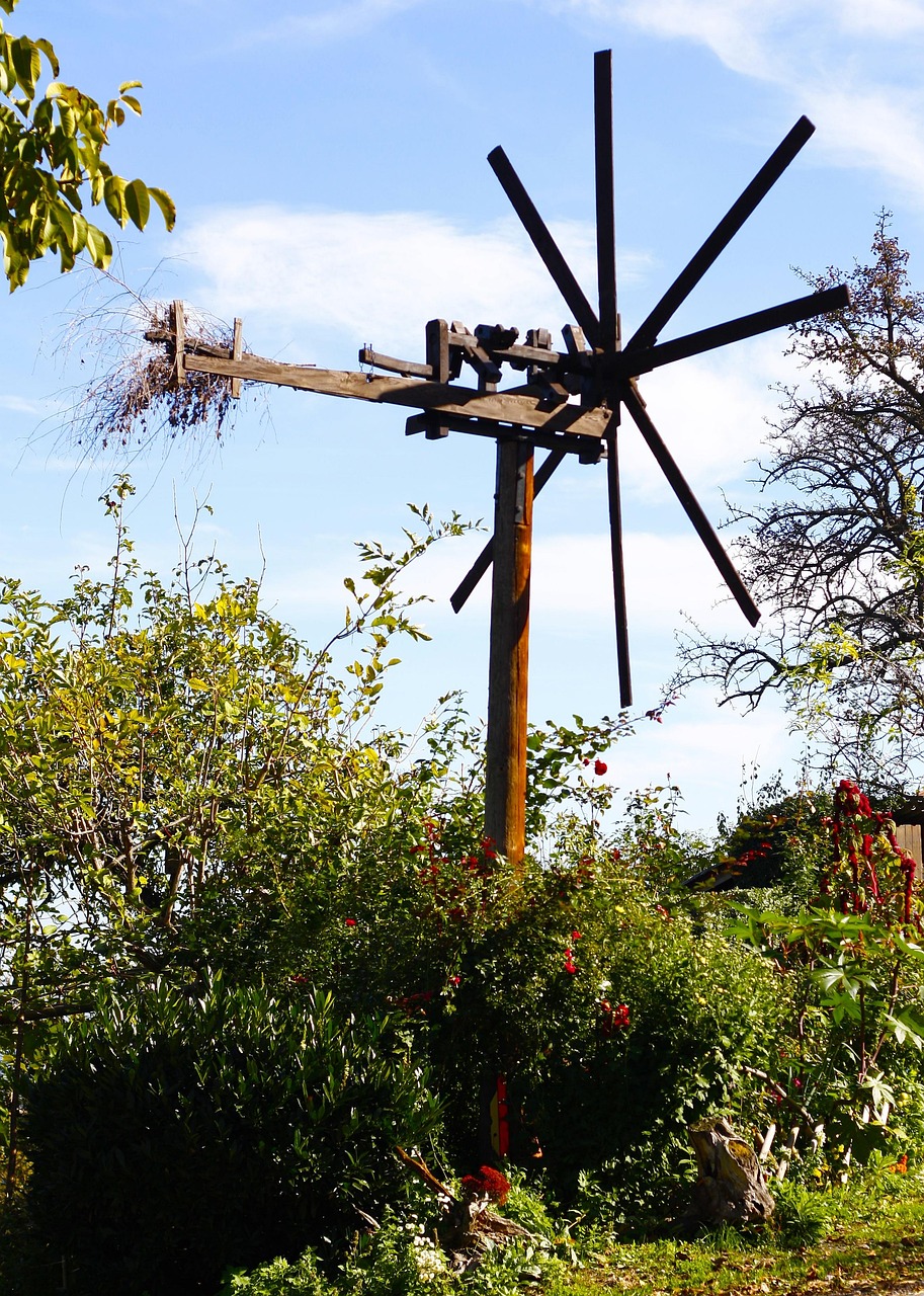 最新核桃树苗的种植、培育与未来展望