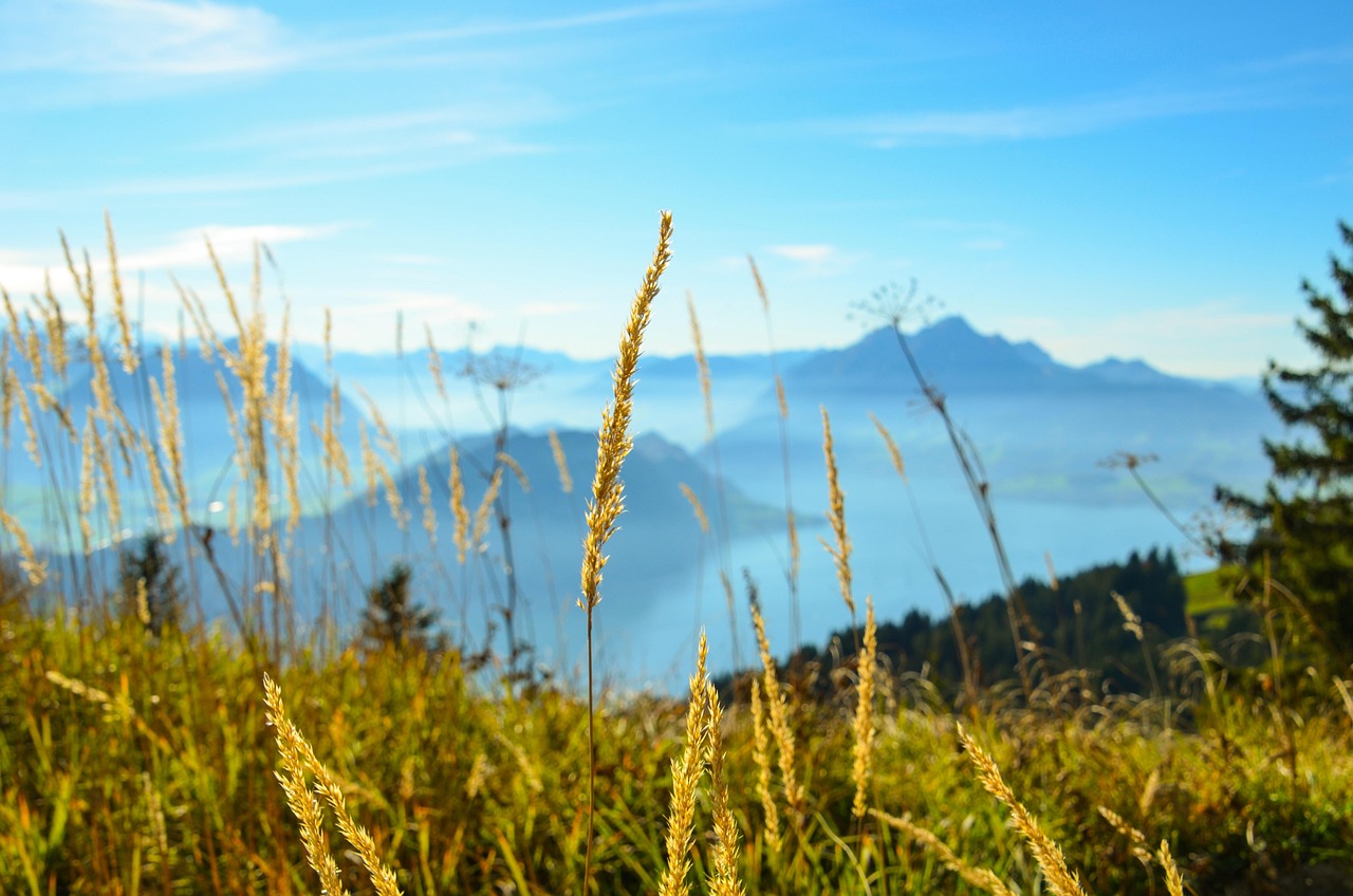 蒙草生态股票,生态产业繁荣与机遇的交汇点