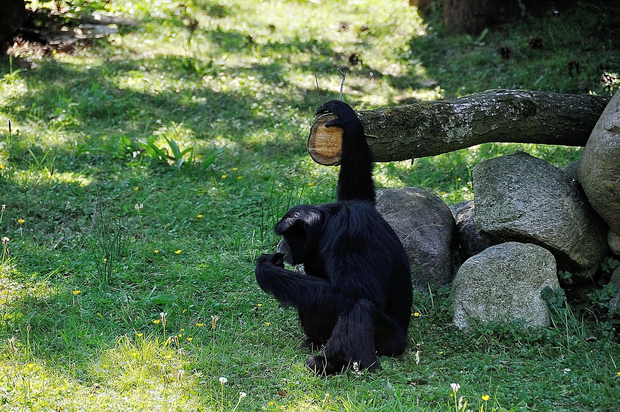 全球生物多样性面临严峻挑战,最新物种灭绝消息揭示最新危机