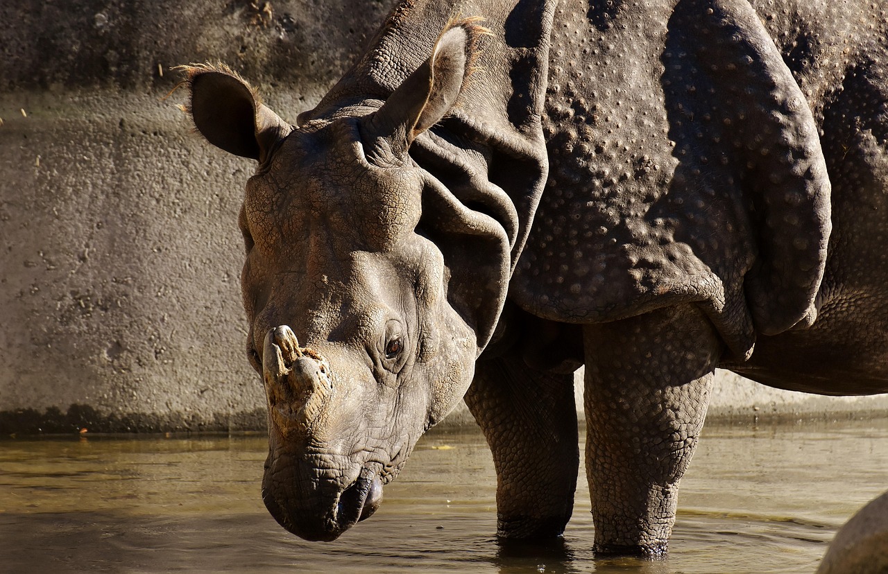 全球生物多样性面临严峻挑战,最新物种灭绝消息揭示最新危机