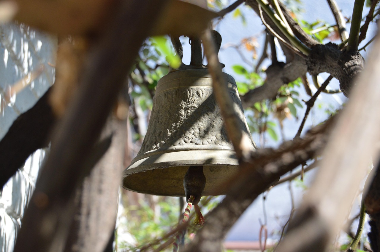 最新毛豆市场价格及动态分析概览