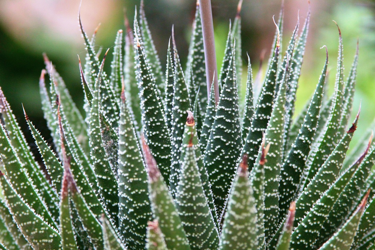 最新美人绿资讯,探索绿色时尚与生活美学的崭新境界