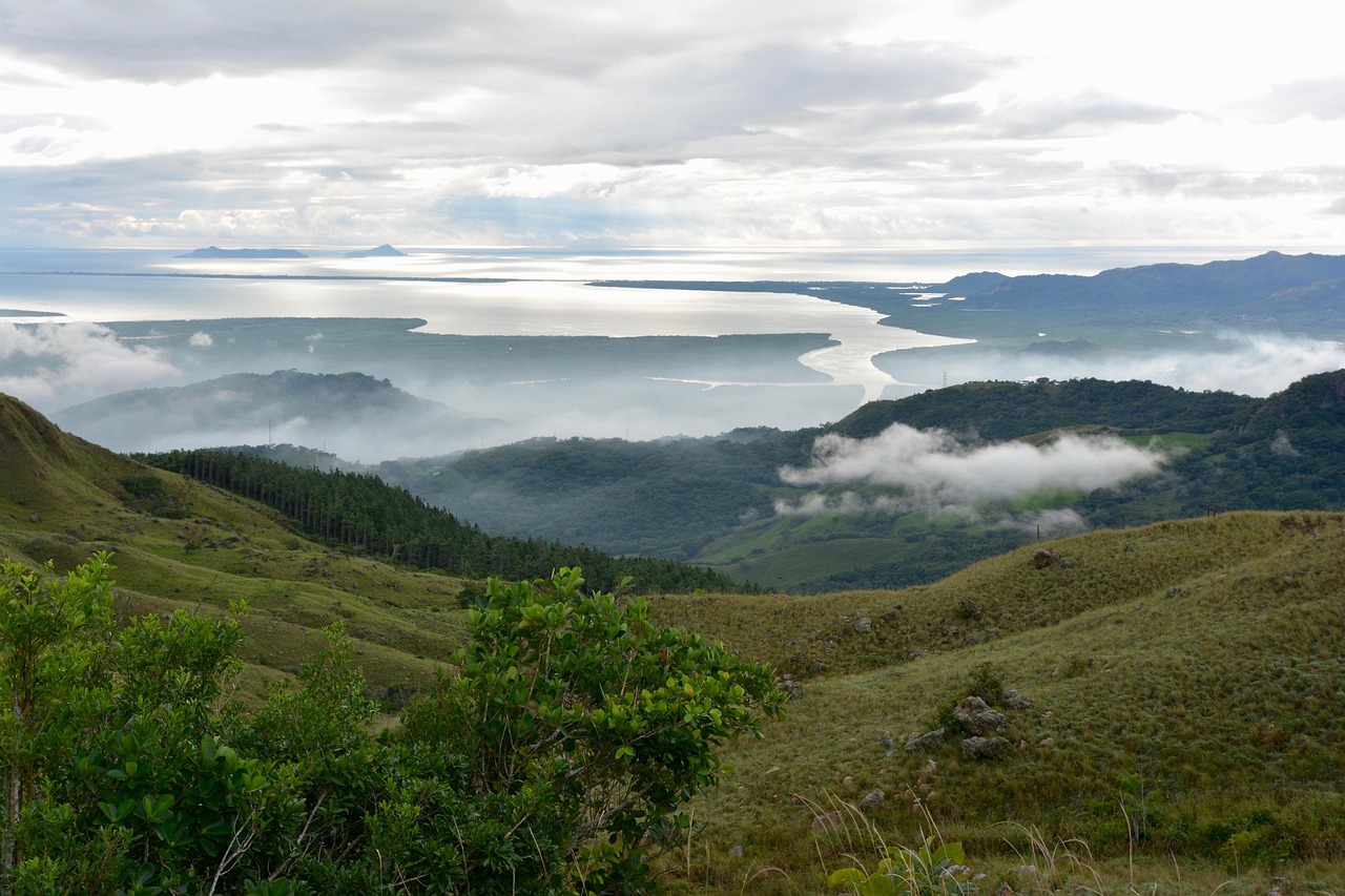 金果榄最新市场动态深度解析