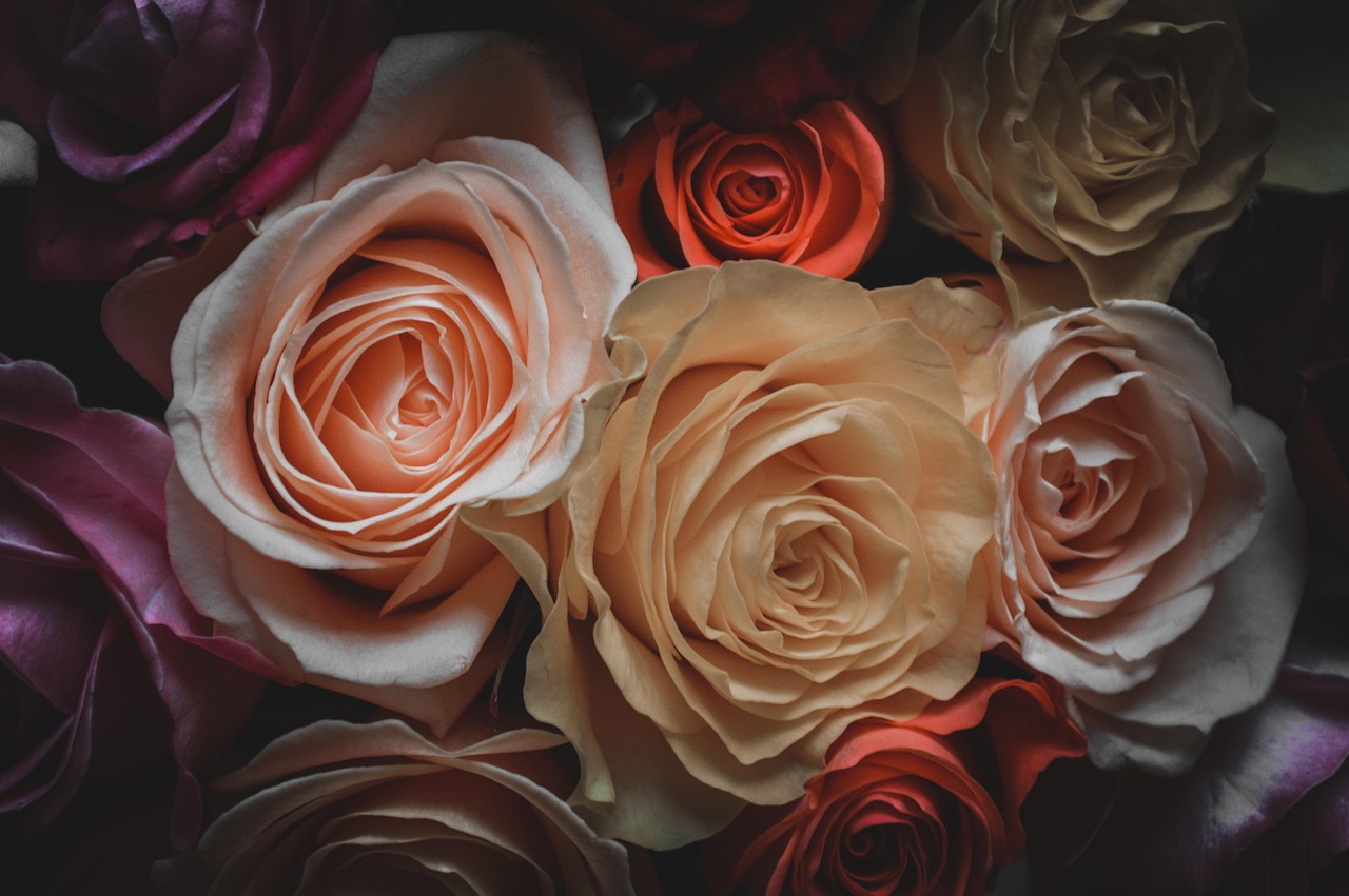 日本最新耽美剧集,极致美学与情感的交融探索