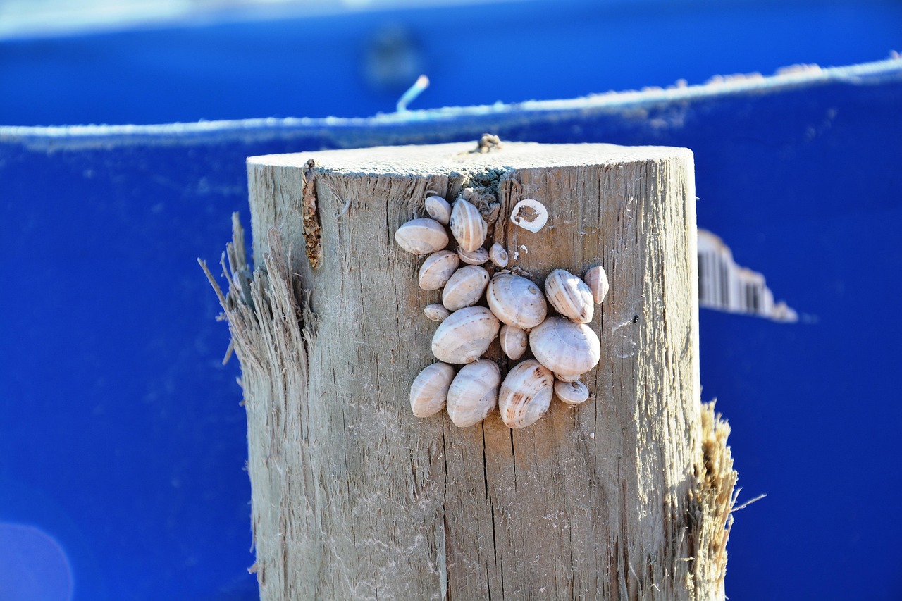 北戴河新区蓬勃发展,海岸明珠的最新动态