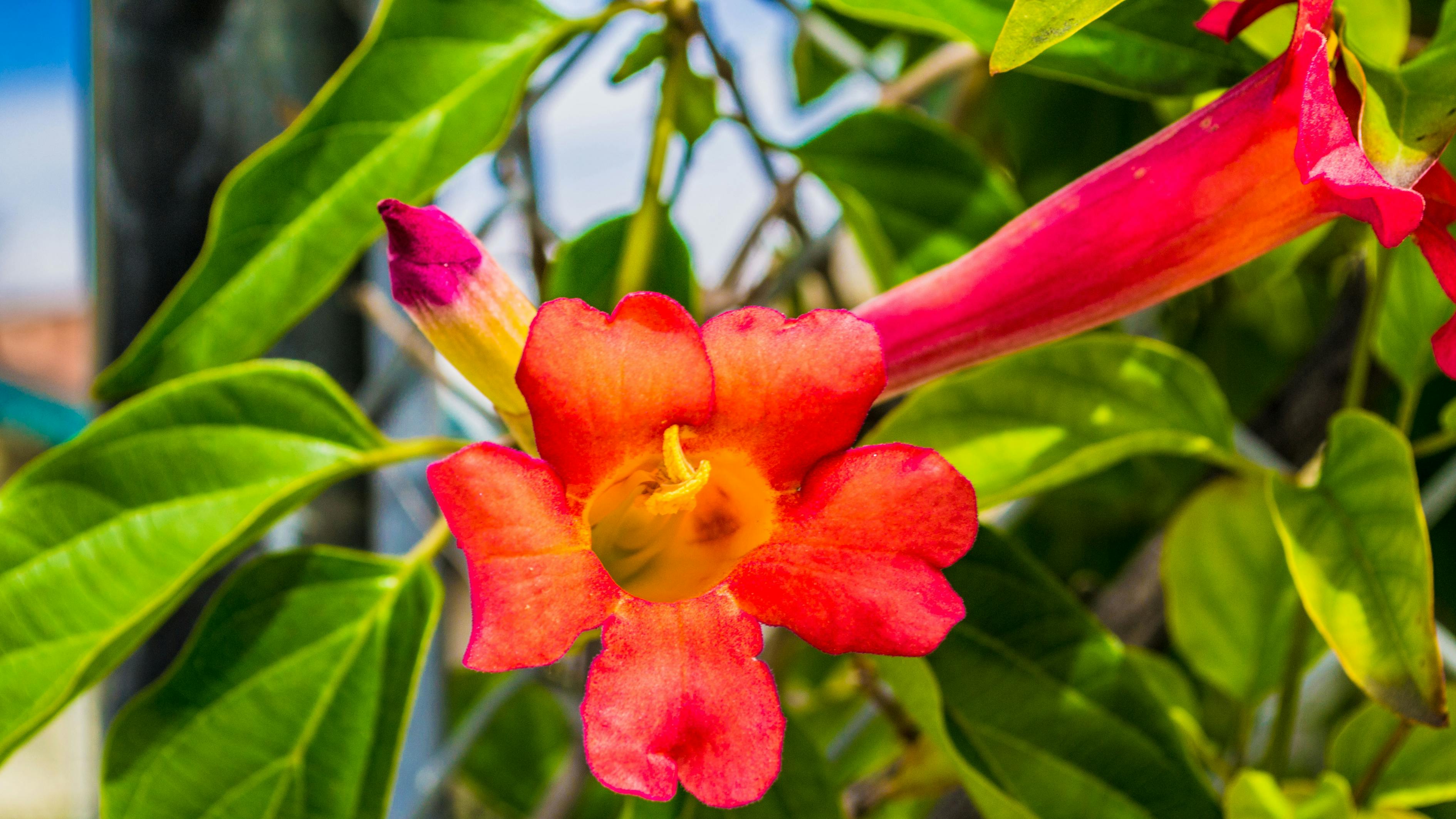 紫薇嫁接教程更新,技术指南与实操指南视频更新发布