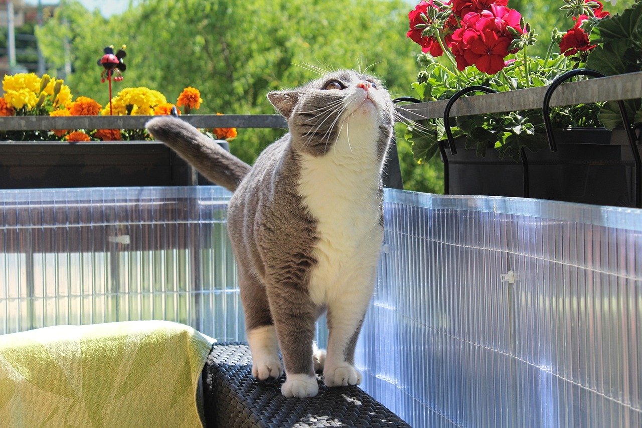 动漫猫表情包,网络萌文化的新宠儿