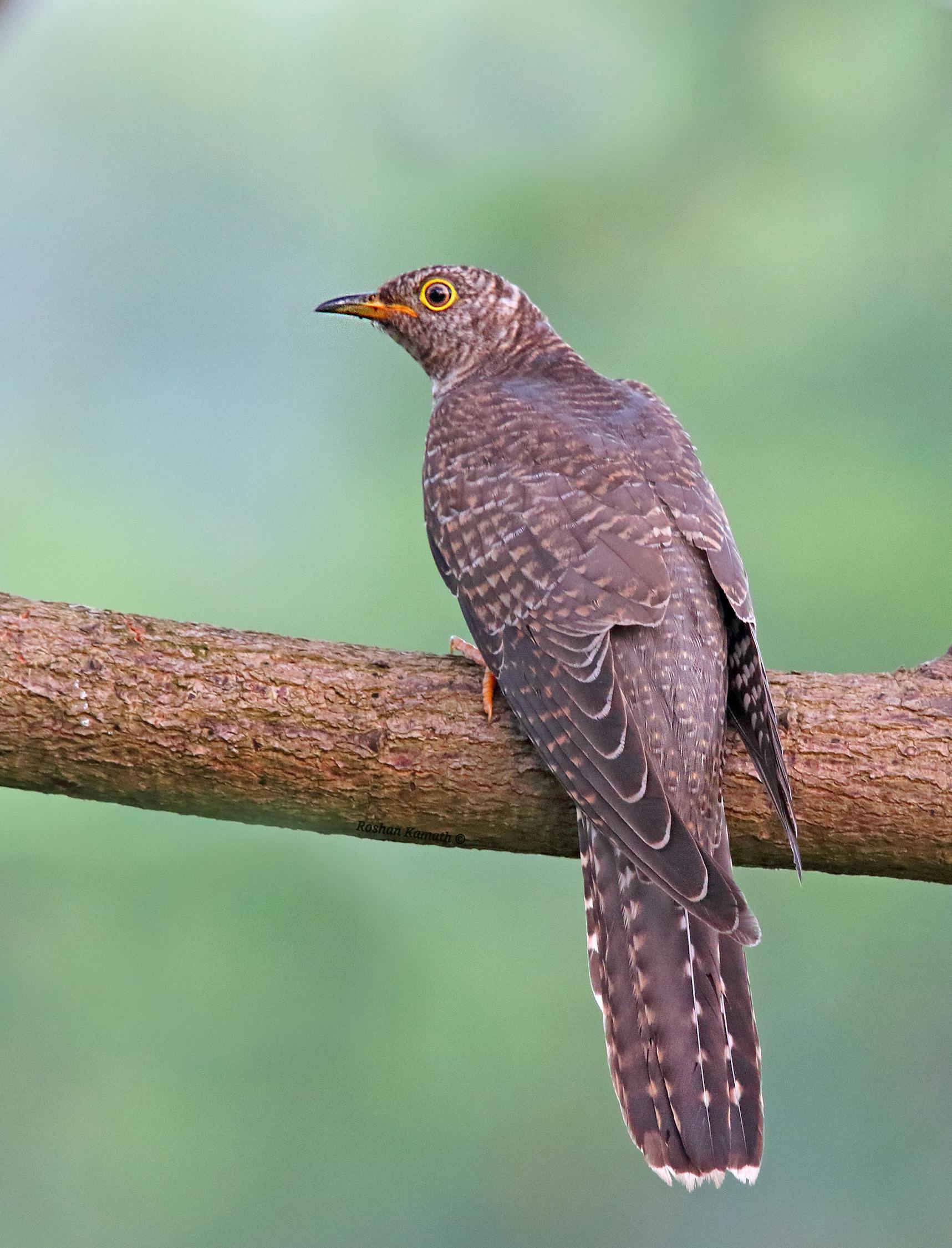 中印边境最新动态,合作与分歧的挑战与机遇