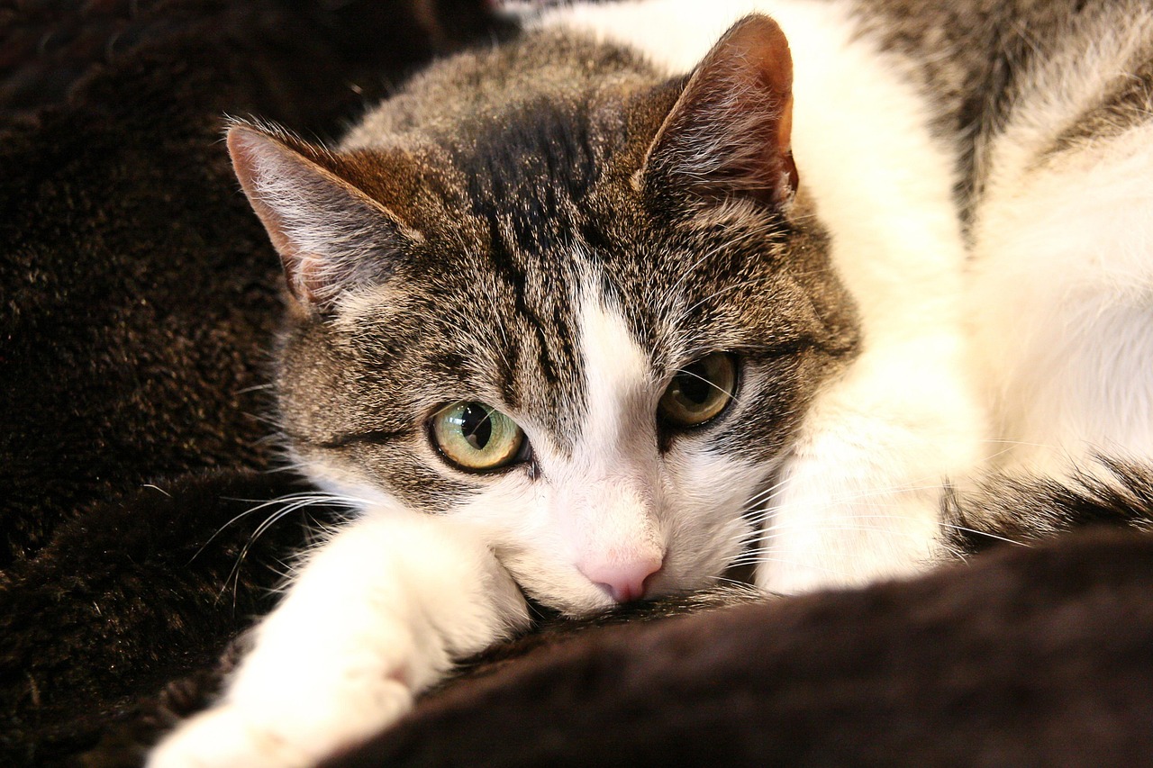 融通金贵金属行情深度解析与实时动态关注