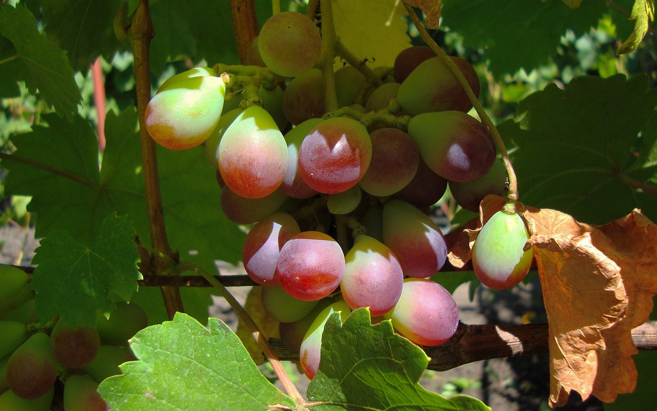 大棚樱桃的上市时间,季节与美味的碰撞