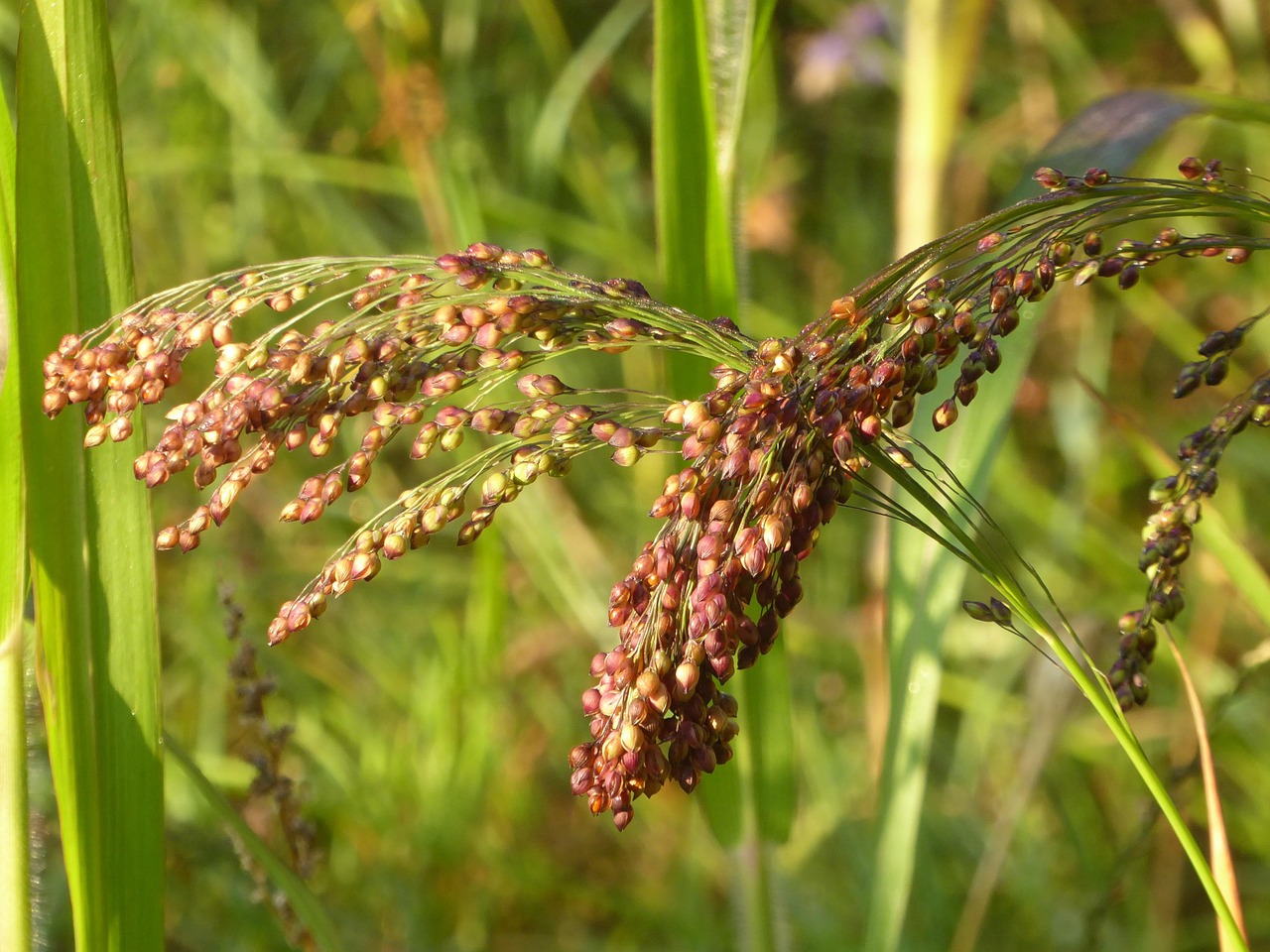高粱价格分析揭秘,市场行情与每斤价格多少?