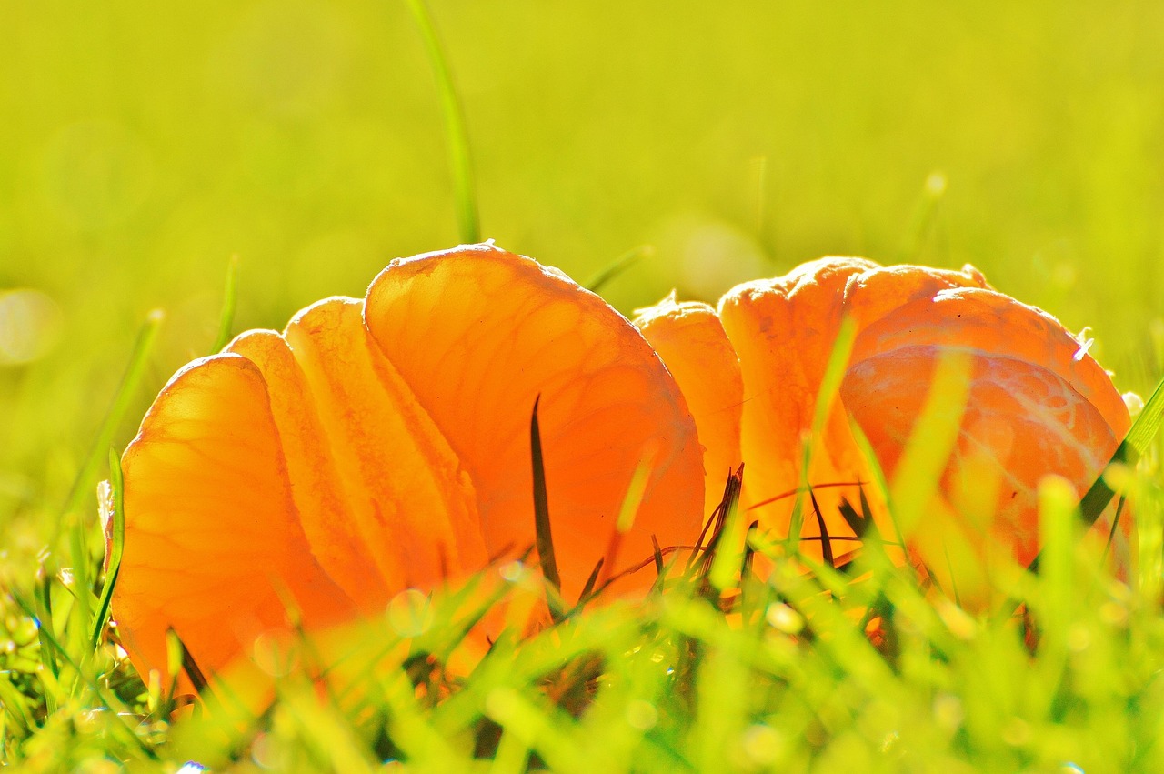 昆虫记电影,深度探索与启示