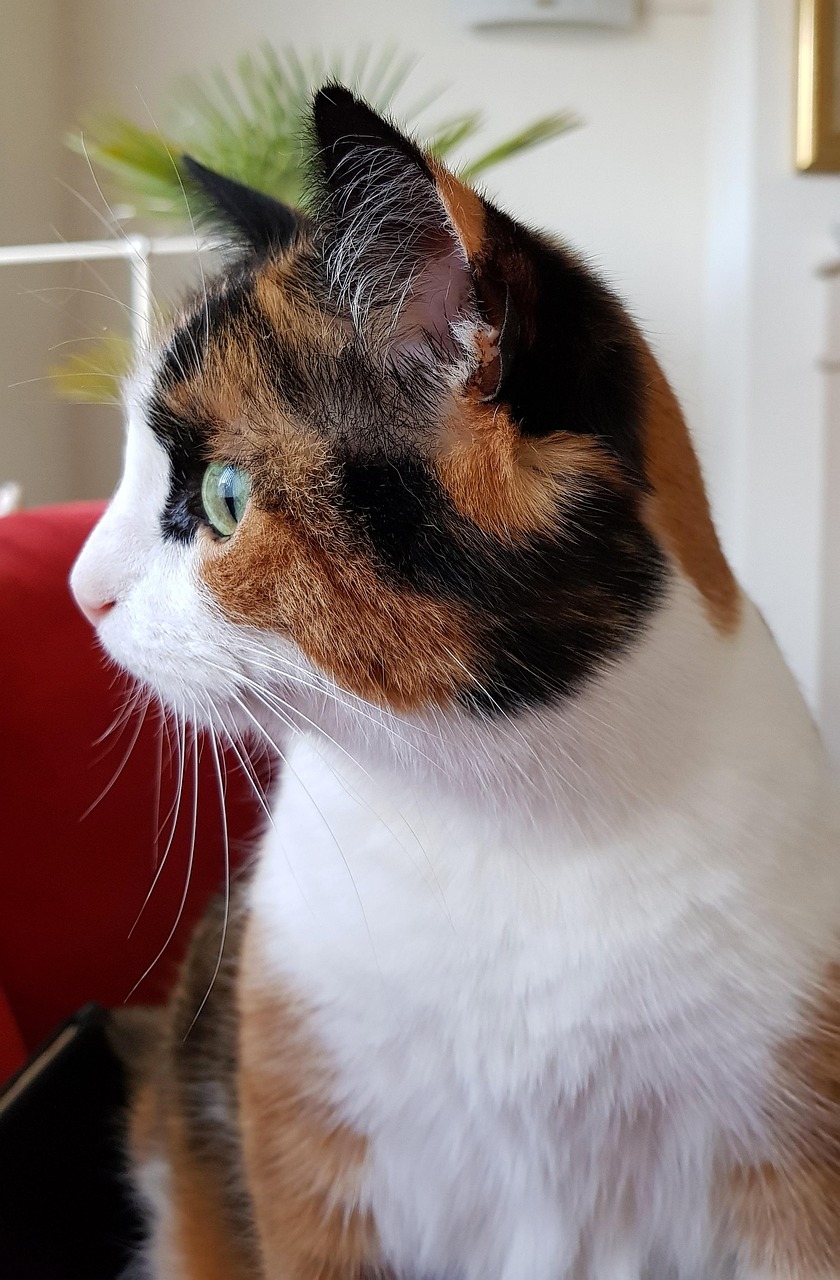 电影〈好奇害死猫〉深度解读下的悬疑与人性探索