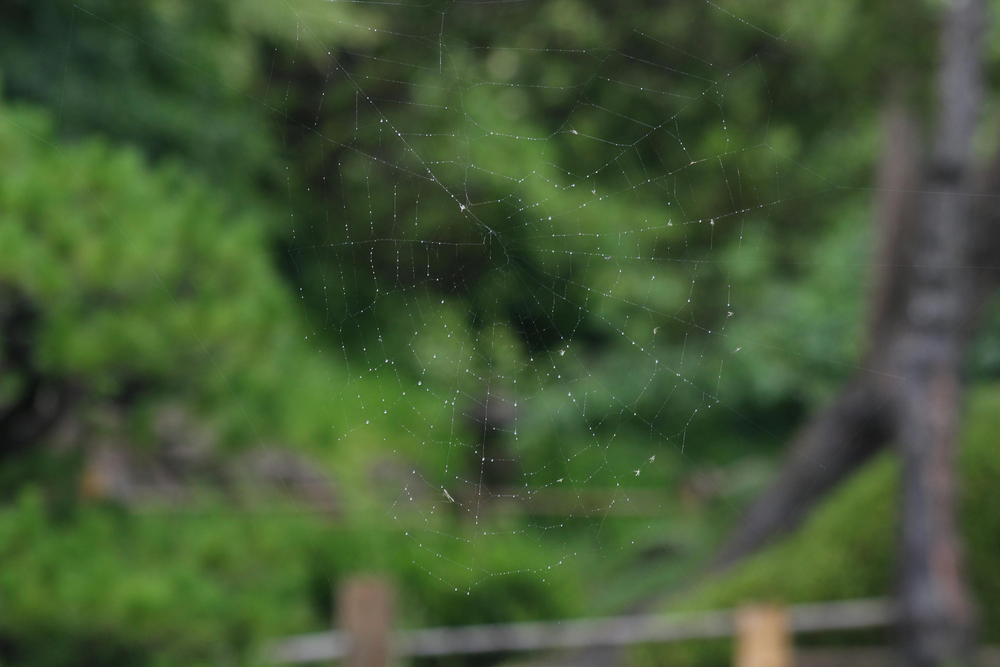 探索蜘蛛世界的新奥秘与最新进展动态