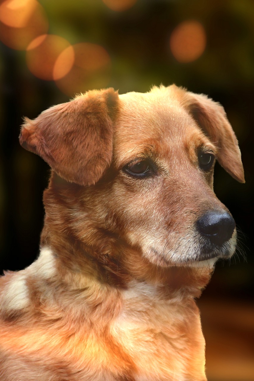 博美比赛,展现犬种魅力的精彩舞台