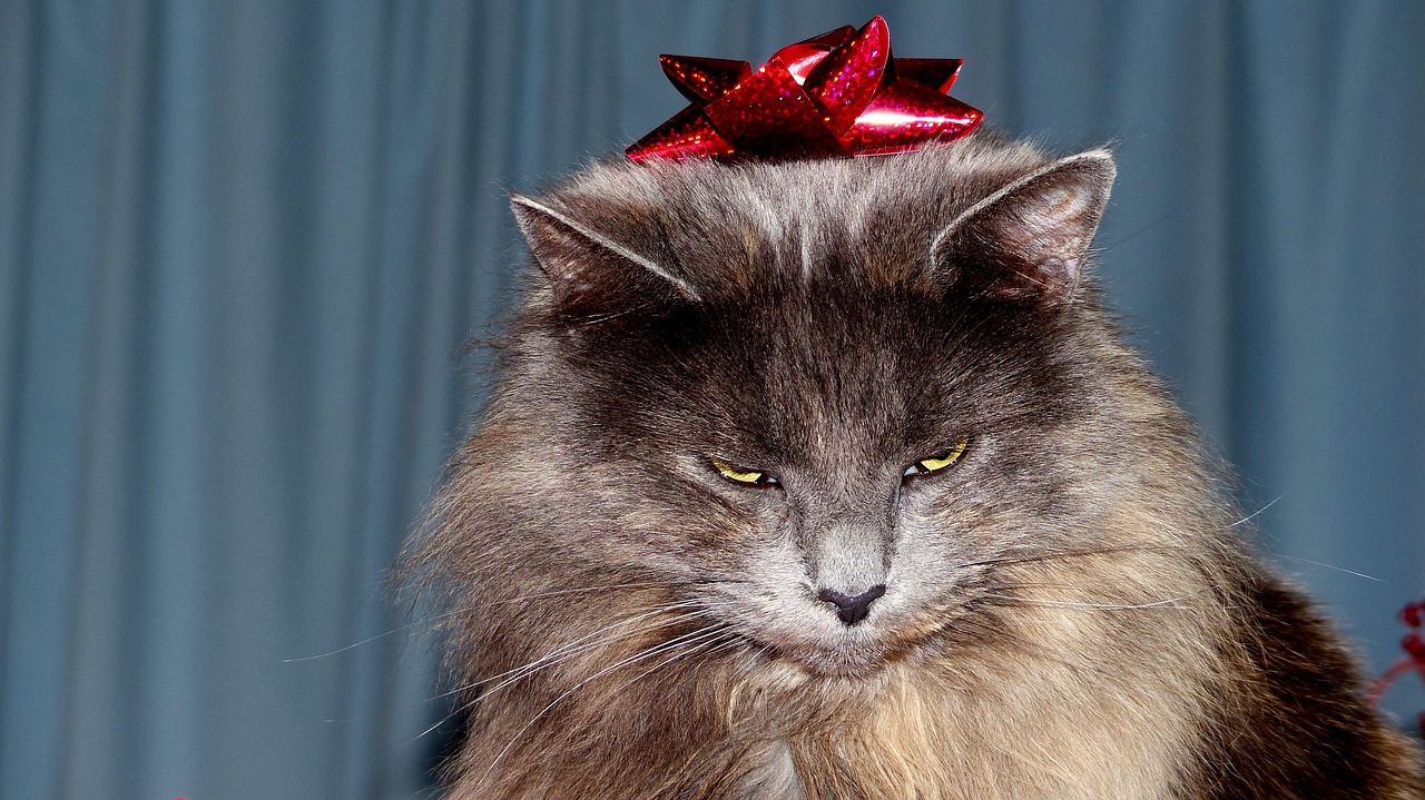 猫的动漫之旅,虚拟世界与现实情感的魅力交织