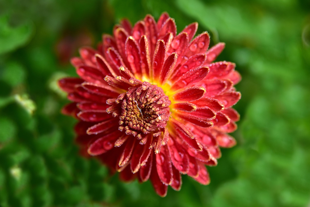 最新花卉图案,艺术魅力与时尚趋势的绽放风采