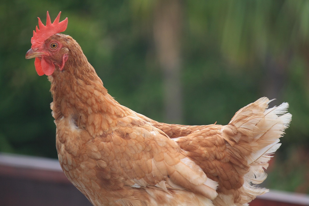 毛鸡价格行情与鸡病防治专业探讨深度解析——鸡病专业网