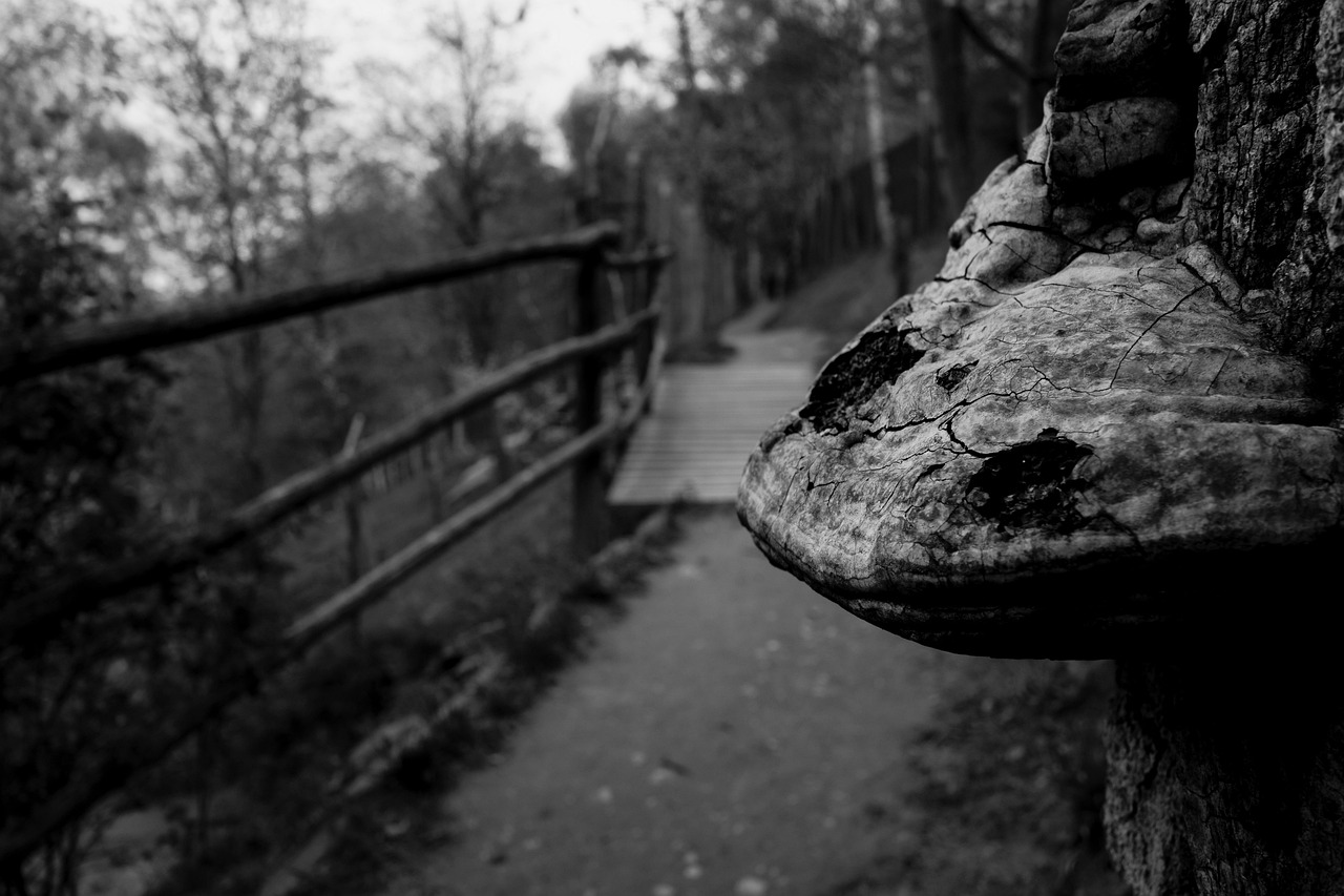 广茂高铁最新进展、影响与展望,线路动态一网打尽