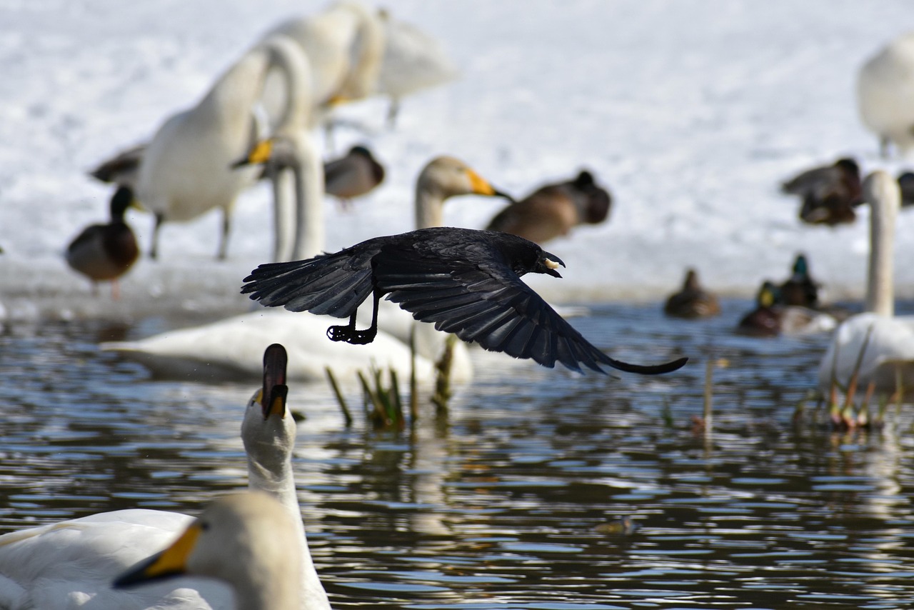 月明星稀,乌鹊南飞,夜空下的自然美景