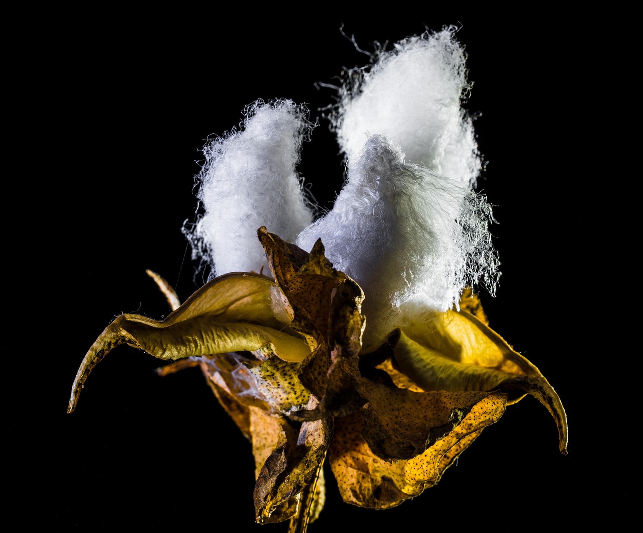 雷蛇新品发布,科技与时尚的先锋之作亮相!